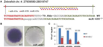 Genetic Deletion of miR-430 Disrupts Maternal-Zygotic Transition and Embryonic Body Plan